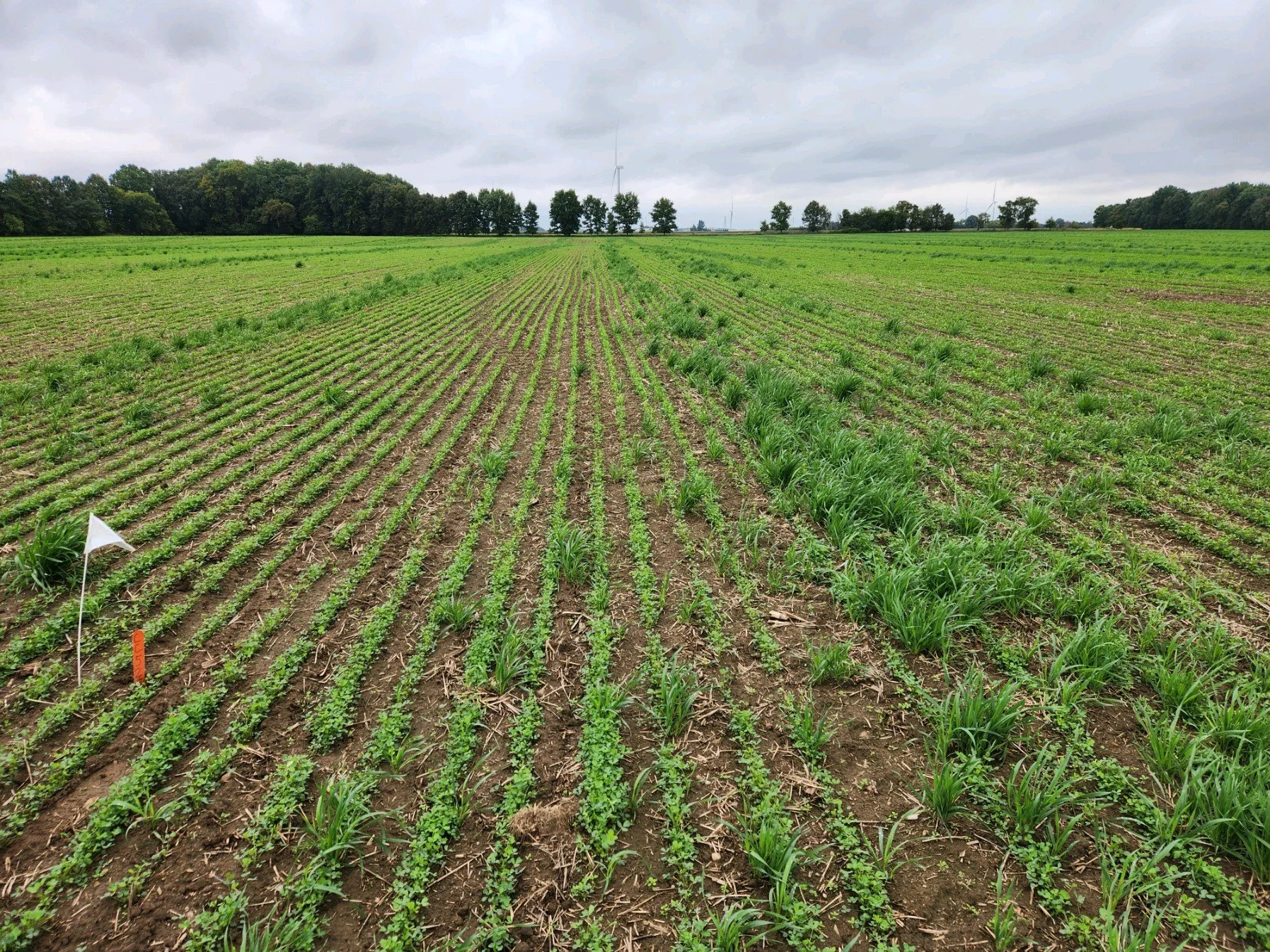 Alfalfa - CISCO Brand — CISCO Farm Seed